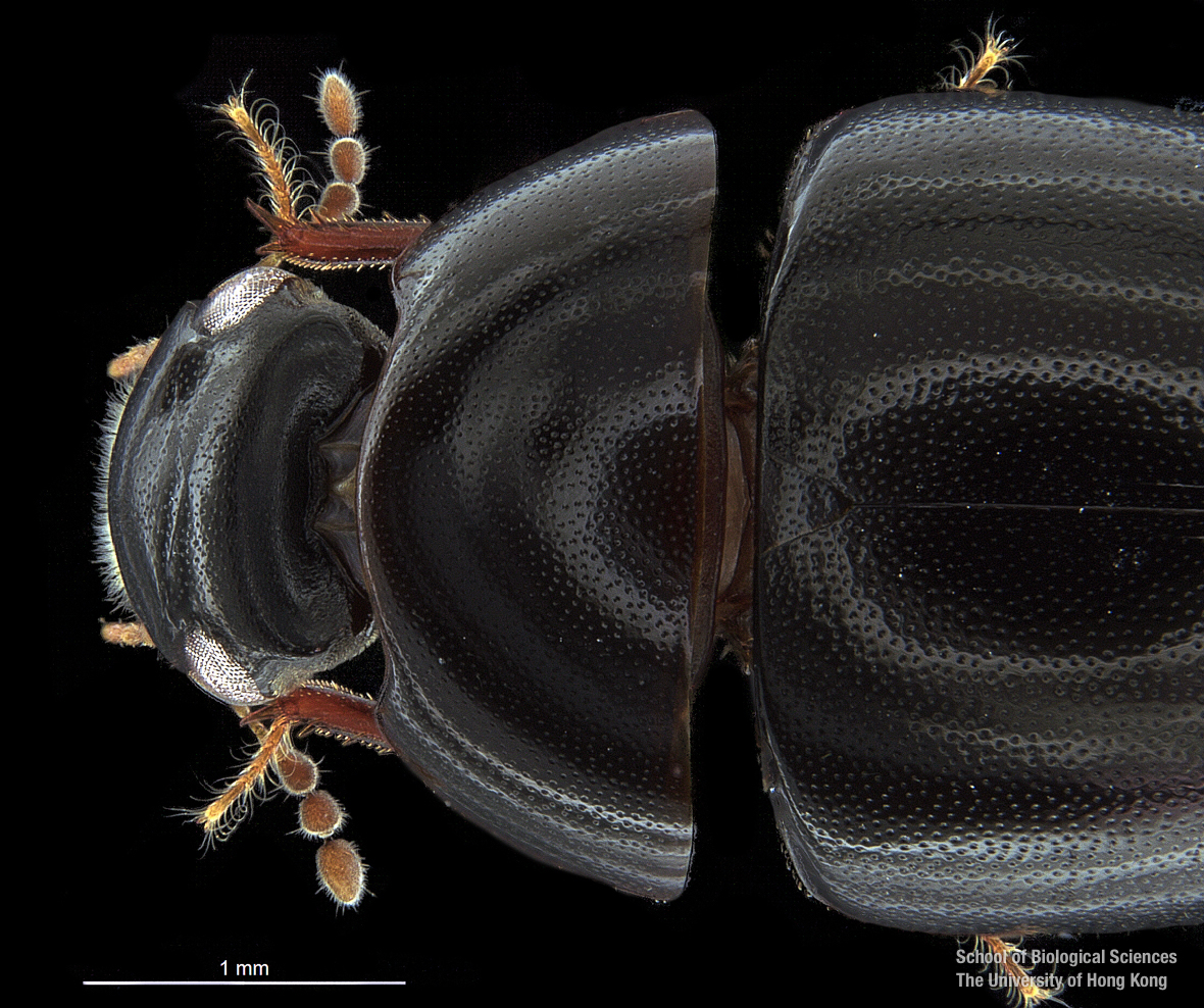 Cranium and pronotum (dorsal view)